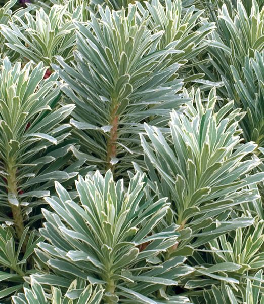 Euphorbia 'Silver Swan'
